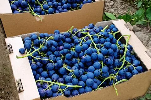 Boxes with blue grapes close-up. Stock Photos