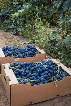 Boxes with blue grapes close-up. Stock Photos