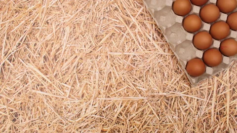 Boxes for eggs appear on straw theme and eggs appear in it. Stop motion Stock Footage 149325092