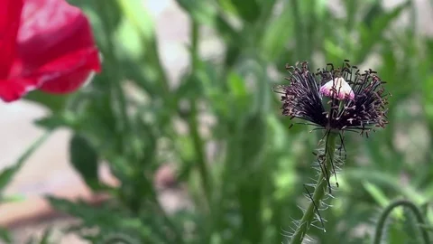The boxes of the field poppy sway in the wind.A delicate flower. Stock Footage 83133831