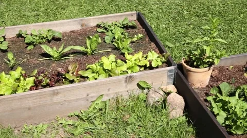 Boxes filled with soil and with various vegetable plants growing. Stock-Footage 155648922