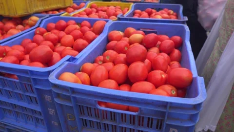 Boxes filled with tomato in  Market Stock Footage 246962737
