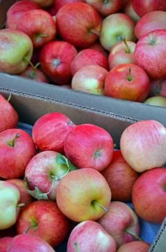 Boxes of fresh apples Stock Photos