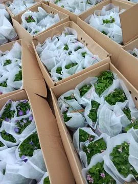 Boxes of fresh flowers in plastic and paper box packages. Stock Photos