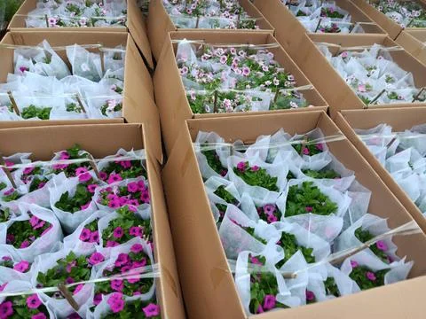 Boxes of fresh flowers in plastic and paper box packages. Stock Photos