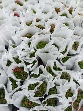 Boxes of fresh flowers in plastic packages. Stock Photos