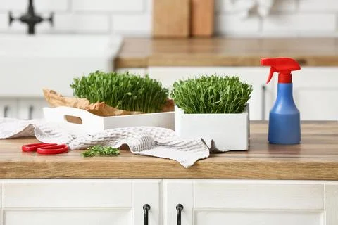 Boxes with fresh micro green and sprayer on table at home Stock Photos