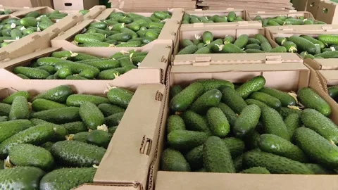 Boxes with fresh ripe cucumber. Hydroponics in agribusiness. 스톡 동영상 232255577