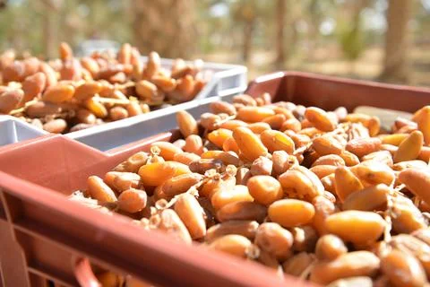 Boxes of fresh Tunisian dates in sunlight Stock Photos