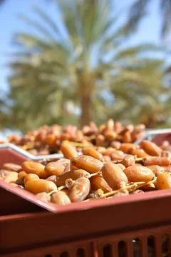 Boxes of fresh Tunisian dates in sunlight 库存照片