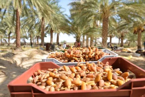 Boxes of fresh Tunisian dates in sunlight Stock Photos