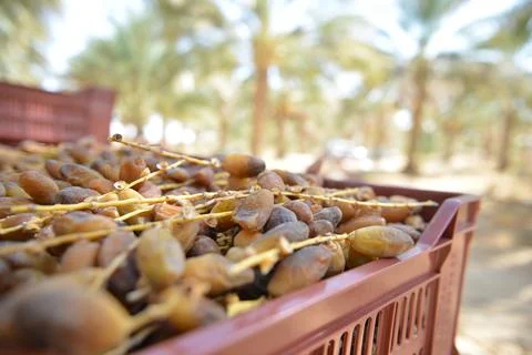 Boxes of fresh Tunisian dates in sunlight Stock Photos