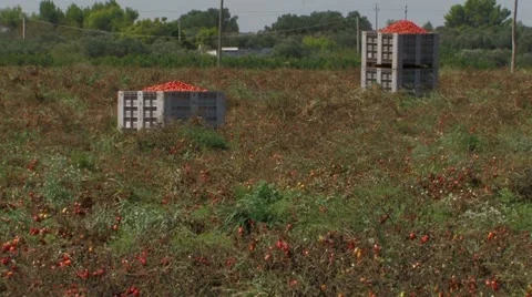 Boxes of freshly picked tomatoes Stock Footage 12719158