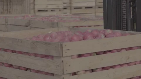 Boxes full of apples in the  garden 1 Stock Footage 317700976