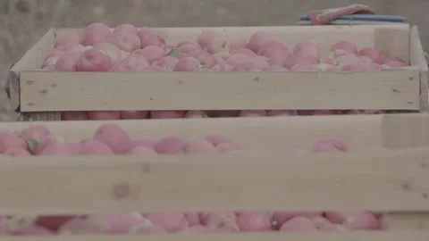 Boxes full of apples in the  garden 12 Stock Footage 317701596