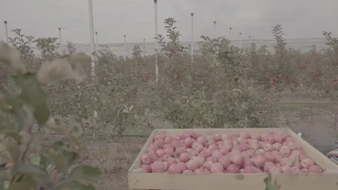 Boxes full of apples in the  garden 20 Stock Footage 317701729