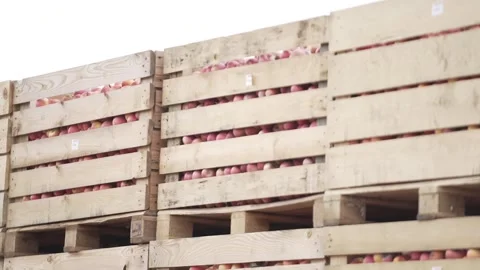 Boxes full of apples in the warehouse 1 Stock Footage 317701679