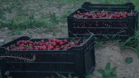 Boxes full of cherries Stock Footage 99994396