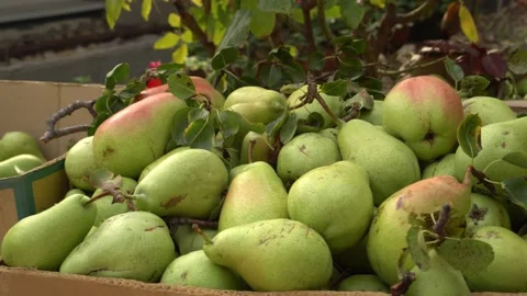 Boxes full of fresh ripe fruit. The pears harvest of the orchard Stock Footage 142885273