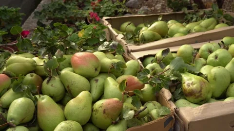 Boxes full of fresh ripe fruit. The pears harvest of the orchard, a small Video stock 156736242