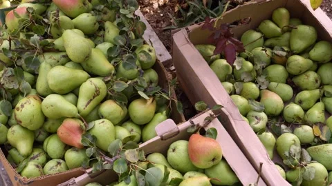 Boxes full of fresh ripe fruit. The pears harvest of the orchard, a small Stock Footage 219837537