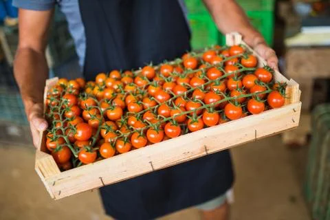 Boxes full of fresh tomato vegetables  for market at retail Stock Photos