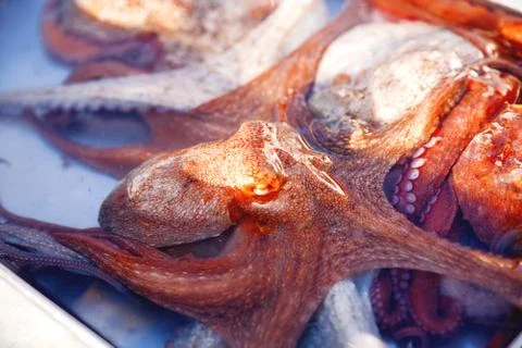 Boxes full of freshly caught octopus. Early winter morning on Marsaxlokk ma.. Stock Photos