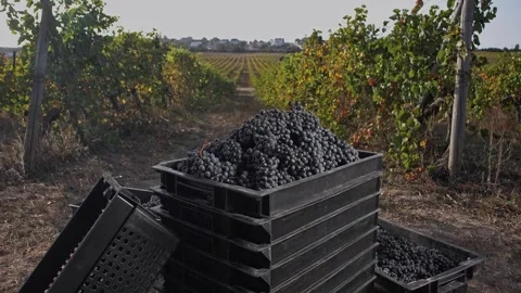 Boxes full of ripe dark grapes between rows of large grape terroir. Stock Footage 270065445