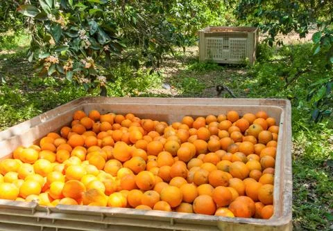 Boxes with oranges in a garden Stock Photos