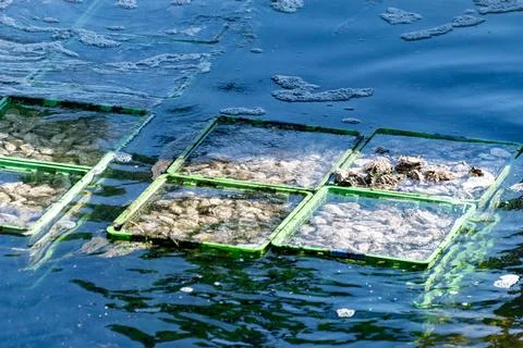 Boxes with oysters in basins or pools with ready-for-sale living Zeeuwse cr.. Stock Photos