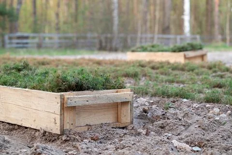 Boxes with pine spruces in fir tree nursery, young fir plants growing in rows Stock Photos