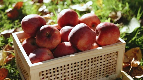 Boxes with red apples close-up. Ripe apples in drawer. Fresh organic fruits in Stock Footage 218588337