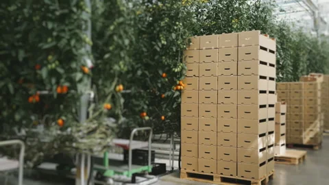 Boxes of ripe and fresh tomatoes. Stock Footage 277320289