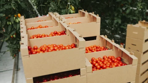 Boxes with ripe and fresh tomatoes. Stock Footage 277320338