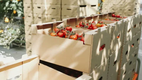 Boxes of ripe and fresh tomatoes. Stock Footage 277320381
