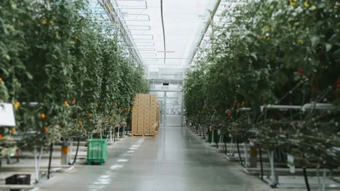 Boxes of ripe and fresh tomatoes. Stock Footage 277600271