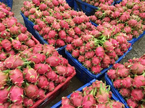 Boxes with ripe dragon fruit Stock Photos