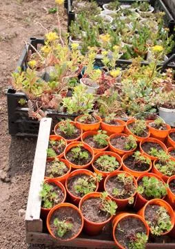Boxes with seedlings Stock Photos