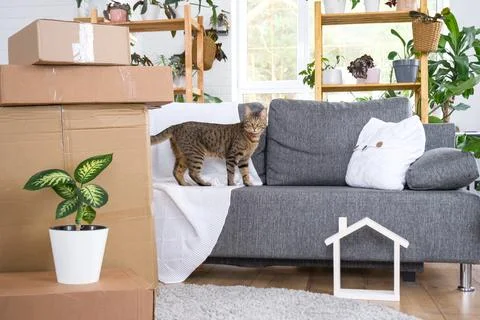 Boxes with things for moving and cat pet, and house plants are in the room .. 스톡 사진