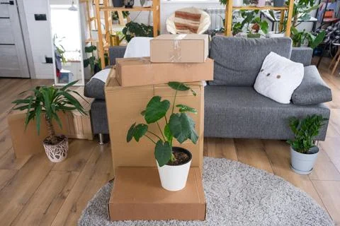 Boxes with things for moving and house plants are in the room of the new ho.. Stockfoto's