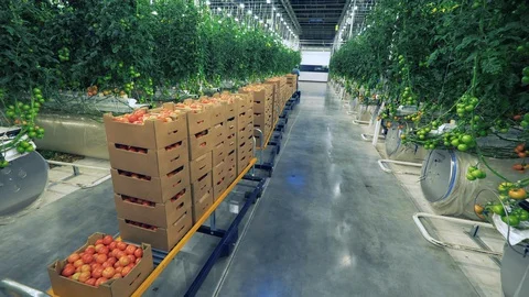 Boxes with tomatoes moved in greenhouse. Video stock 129489275