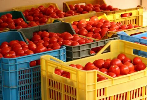 Boxes of tomatoes Stock Photos