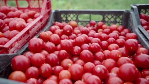 Boxes with tomatoes side view Stock Footage 137978032