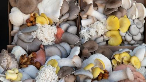 Boxes of various Mushrooms Background Stock Photos