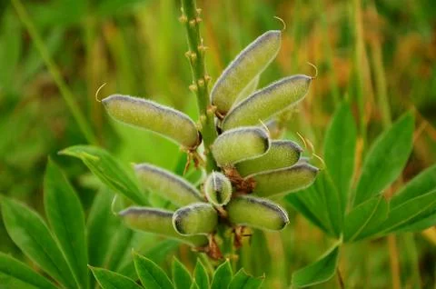 Boxes of wild plants Stock Photos