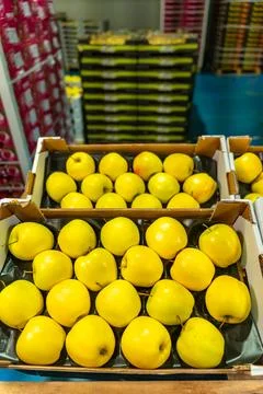 Boxes of yellow apples stacked in fruit warehouse with pallets of many boxes of Stock Photos