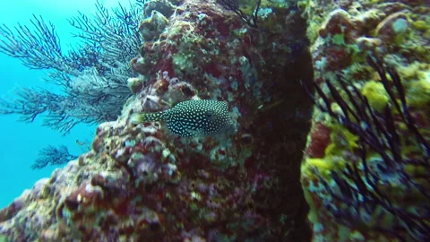 Boxfiish on the reef Stock Footage 157994807