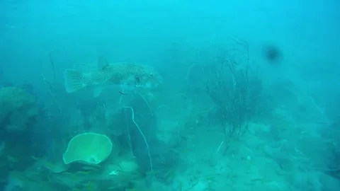 Boxfish and School of Fish, Koh Chang, Thailan Stock-Footage 246515098
