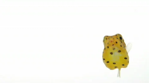 Boxfish, funny series Stock-Footage 707694