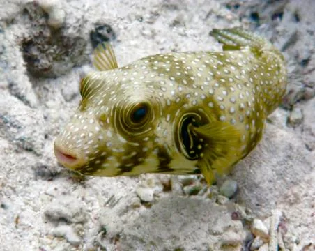 Boxfish Foto stock